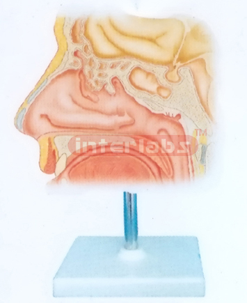 HUMAN BLOOD VESSELS INSIDE NASAL CAVITY